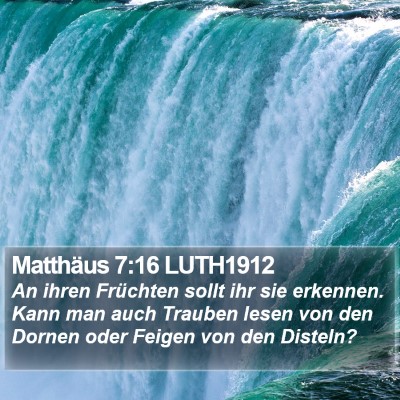 Matthäus 7:16 LUTH1912 Bible Verse Image