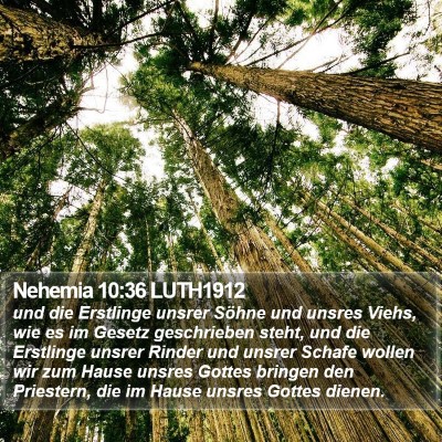 Nehemia 10:36 LUTH1912 Bible Verse Image