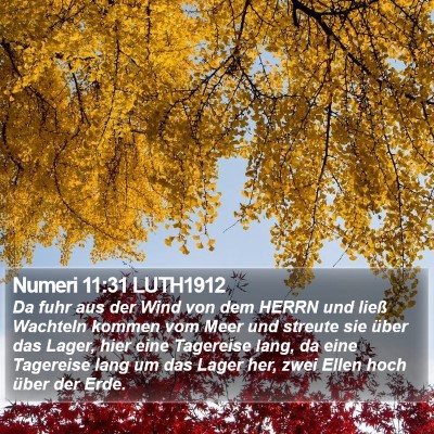 Numeri 11:31 LUTH1912 Bible Verse Image