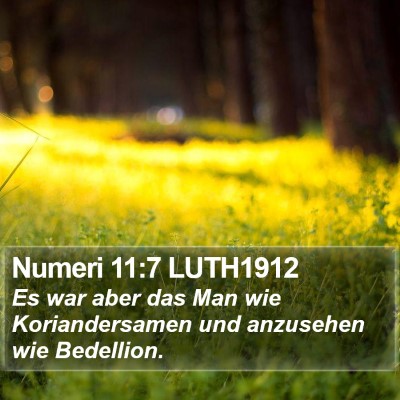 Numeri 11:7 LUTH1912 Bible Verse Image