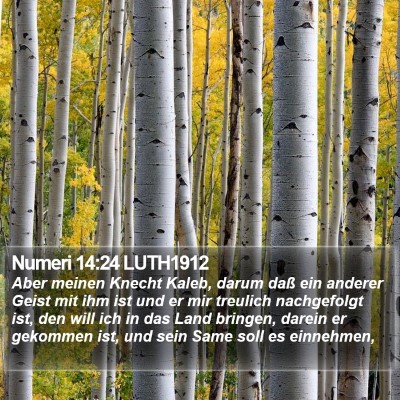 Numeri 14:24 LUTH1912 Bible Verse Image