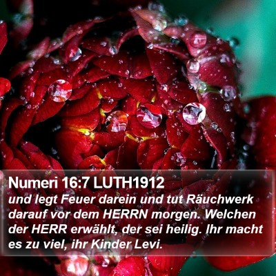 Numeri 16:7 LUTH1912 Bible Verse Image
