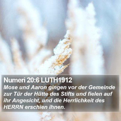 Numeri 20:6 LUTH1912 Bible Verse Image