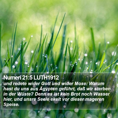 Numeri 21:5 LUTH1912 Bible Verse Image