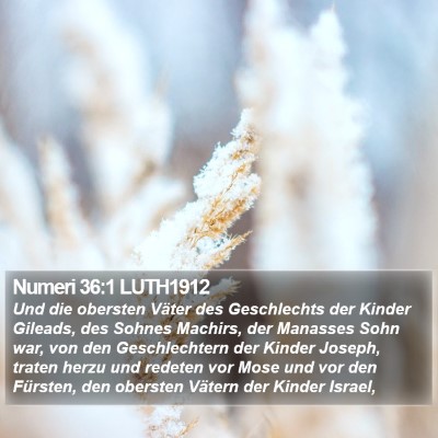 Numeri 36:1 LUTH1912 Bible Verse Image