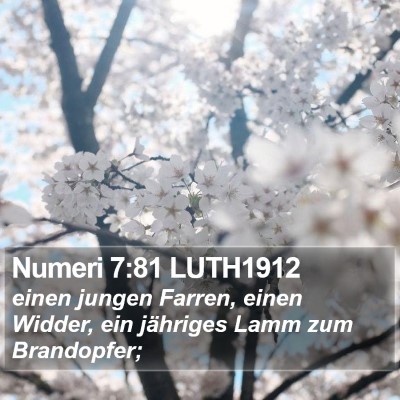 Numeri 7:81 LUTH1912 Bible Verse Image