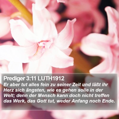 Prediger 3:11 LUTH1912 Bible Verse Image