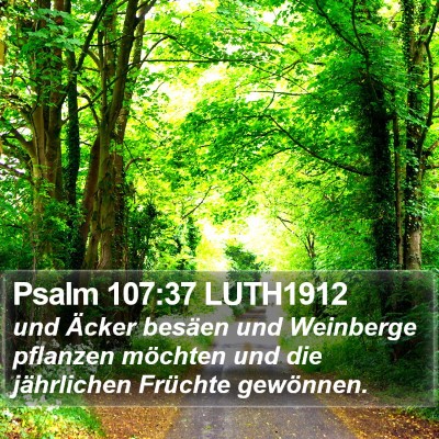 Psalm 107:37 LUTH1912 Bible Verse Image