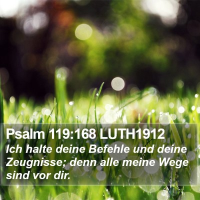 Psalm 119:168 LUTH1912 Bible Verse Image