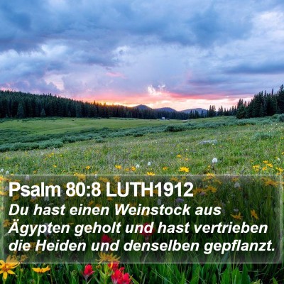 Psalm 80:8 LUTH1912 Bible Verse Image