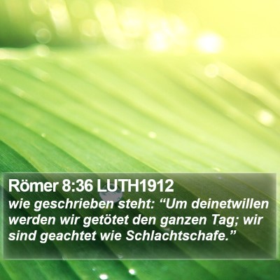 Römer 8:36 LUTH1912 Bible Verse Image