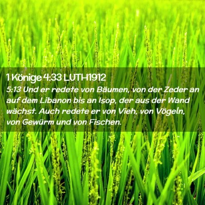 Picture 02 - 1 Könige 4:33 LUTH1912 - 5:13 Und er redete von Bäumen, von der Zeder an - Bible Verse Picture
