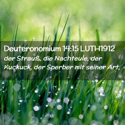 Picture 02 - Deuteronomium 14:15 LUTH1912 - der Strauß, die Nachteule, der Kuckuck, der - Bible Verse Picture
