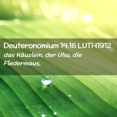 Picture 02 - Deuteronomium 14:16 LUTH1912 - das Käuzlein, der Uhu, die - Bible Verse Picture