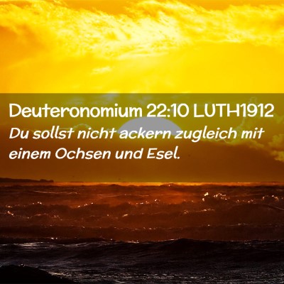 Picture 02 - Deuteronomium 22:10 LUTH1912 - Du sollst nicht ackern zugleich mit einem Ochsen - Bible Verse Picture