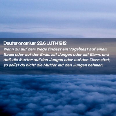Picture 02 - Deuteronomium 22:6 LUTH1912 - Wenn du auf dem Wege findest ein Vogelnest auf - Bible Verse Picture