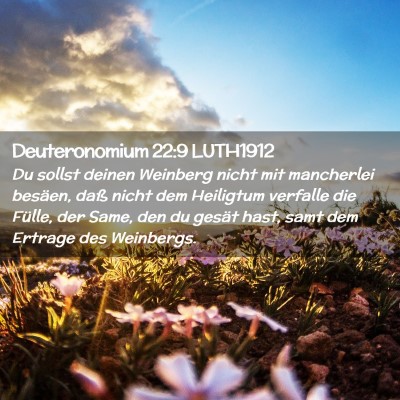 Picture 02 - Deuteronomium 22:9 LUTH1912 - Du sollst deinen Weinberg nicht mit mancherlei - Bible Verse Picture