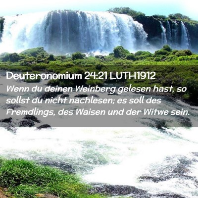 Picture 02 - Deuteronomium 24:21 LUTH1912 - Wenn du deinen Weinberg gelesen hast, so sollst - Bible Verse Picture