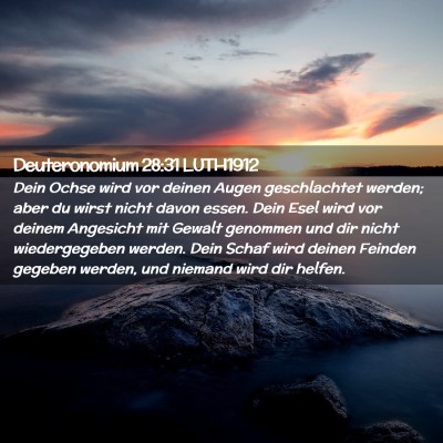 Picture 02 - Deuteronomium 28:31 LUTH1912 - Dein Ochse wird vor deinen Augen geschlachtet - Bible Verse Picture