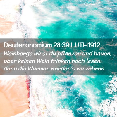 Picture 02 - Deuteronomium 28:39 LUTH1912 - Weinberge wirst du pflanzen und bauen, aber - Bible Verse Picture