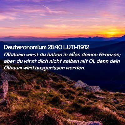 Picture 02 - Deuteronomium 28:40 LUTH1912 - Ölbäume wirst du haben in allen deinen Grenzen; - Bible Verse Picture