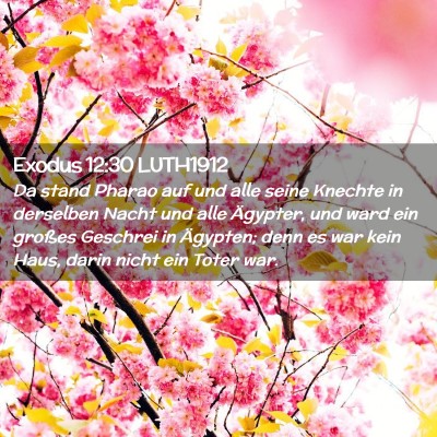 Picture 02 - Exodus 12:30 LUTH1912 - Da stand Pharao auf und alle seine Knechte in - Bible Verse Picture