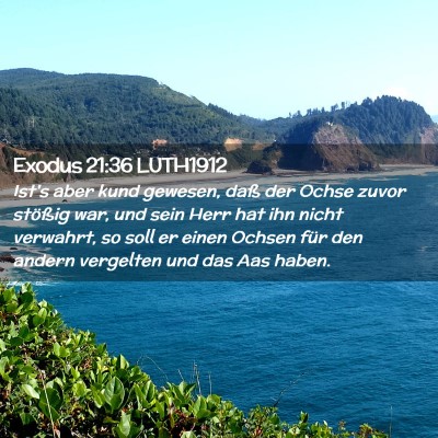 Picture 02 - Exodus 21:36 LUTH1912 - Ist's aber kund gewesen, daß der Ochse zuvor - Bible Verse Picture
