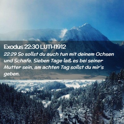 Picture 02 - Exodus 22:30 LUTH1912 - 22:29 So sollst du auch tun mit deinem Ochsen und - Bible Verse Picture