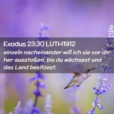 Picture 02 - Exodus 23:30 LUTH1912 - einzeln nacheinander will ich sie vor dir her - Bible Verse Picture