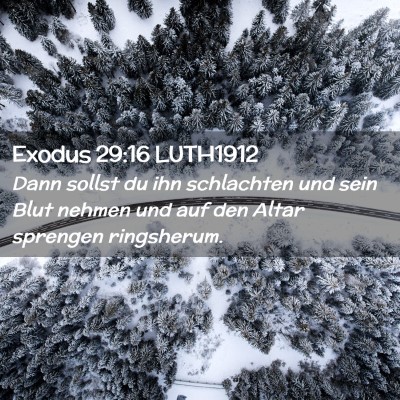 Picture 02 - Exodus 29:16 LUTH1912 - Dann sollst du ihn schlachten und sein Blut - Bible Verse Picture