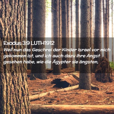 Picture 02 - Exodus 3:9 LUTH1912 - Weil nun das Geschrei der Kinder Israel vor mich - Bible Verse Picture