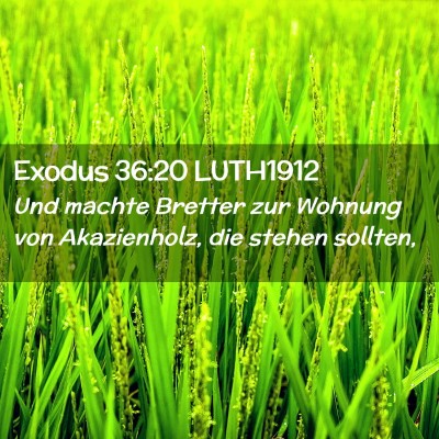 Picture 02 - Exodus 36:20 LUTH1912 - Und machte Bretter zur Wohnung von Akazienholz, - Bible Verse Picture