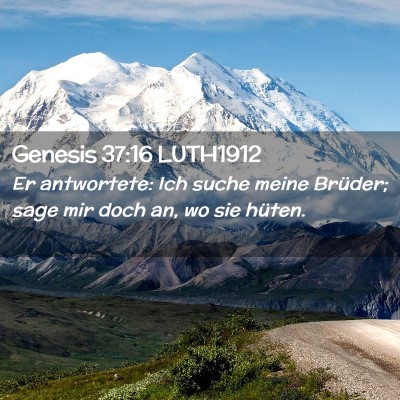 Picture 02 - Genesis 37:16 LUTH1912 - Er antwortete: Ich suche meine Brüder; sage mir - Bible Verse Picture