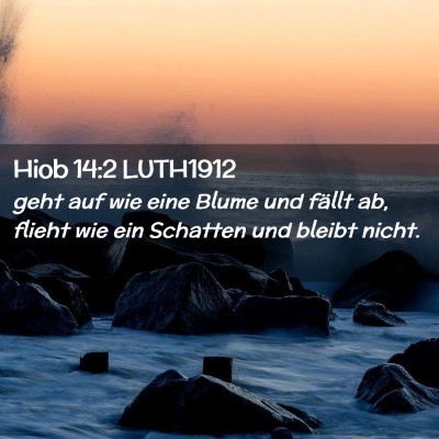 Picture 02 - Hiob 14:2 LUTH1912 - geht auf wie eine Blume und fällt ab, flieht wie - Bible Verse Picture