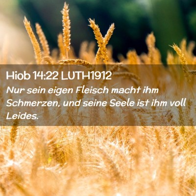 Picture 02 - Hiob 14:22 LUTH1912 - Nur sein eigen Fleisch macht ihm Schmerzen, und - Bible Verse Picture