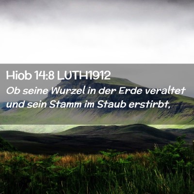 Picture 02 - Hiob 14:8 LUTH1912 - Ob seine Wurzel in der Erde veraltet und sein - Bible Verse Picture