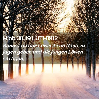 Picture 02 - Hiob 38:39 LUTH1912 - Kannst du der Löwin ihren Raub zu jagen geben - Bible Verse Picture