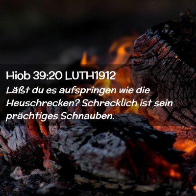 Picture 02 - Hiob 39:20 LUTH1912 - Läßt du es aufspringen wie die Heuschrecken? - Bible Verse Picture