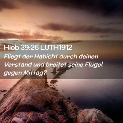 Picture 02 - Hiob 39:26 LUTH1912 - Fliegt der Habicht durch deinen Verstand und - Bible Verse Picture