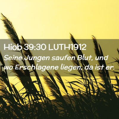 Picture 02 - Hiob 39:30 LUTH1912 - Seine Jungen saufen Blut, und wo Erschlagene - Bible Verse Picture