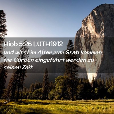 Picture 02 - Hiob 5:26 LUTH1912 - und wirst im Alter zum Grab kommen, wie Garben - Bible Verse Picture