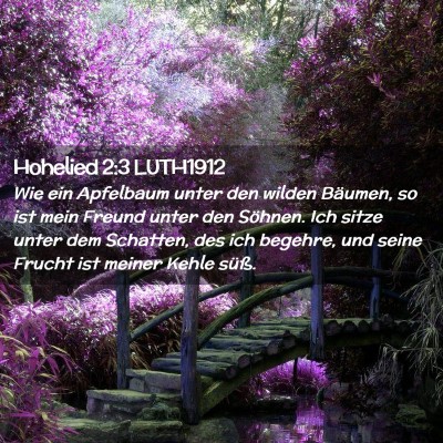 Picture 02 - Hohelied 2:3 LUTH1912 - Wie ein Apfelbaum unter den wilden Bäumen, so - Bible Verse Picture