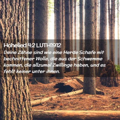 Picture 02 - Hohelied 4:2 LUTH1912 - Deine Zähne sind wie eine Herde Schafe mit - Bible Verse Picture
