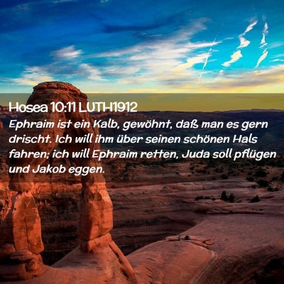 Picture 02 - Hosea 10:11 LUTH1912 - Ephraim ist ein Kalb, gewöhnt, daß man es gern - Bible Verse Picture