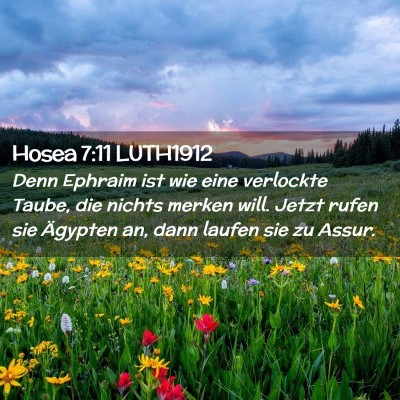 Picture 02 - Hosea 7:11 LUTH1912 - Denn Ephraim ist wie eine verlockte Taube, die - Bible Verse Picture