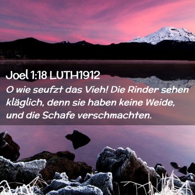 Picture 02 - Joel 1:18 LUTH1912 - O wie seufzt das Vieh! Die Rinder sehen - Bible Verse Picture