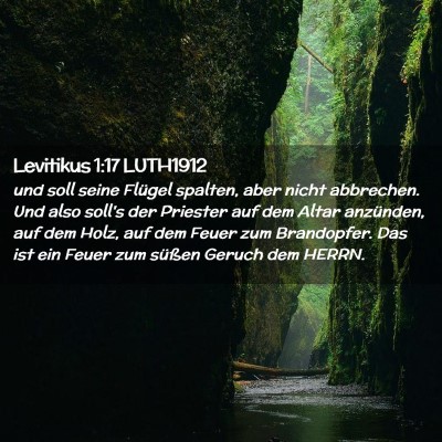 Picture 02 - Levitikus 1:17 LUTH1912 - und soll seine Flügel spalten, aber nicht - Bible Verse Picture