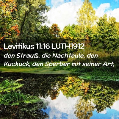 Picture 02 - Levitikus 11:16 LUTH1912 - den Strauß, die Nachteule, den Kuckuck, den - Bible Verse Picture