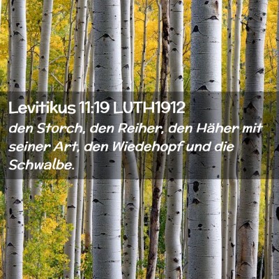 Picture 02 - Levitikus 11:19 LUTH1912 - den Storch, den Reiher, den Häher mit seiner - Bible Verse Picture