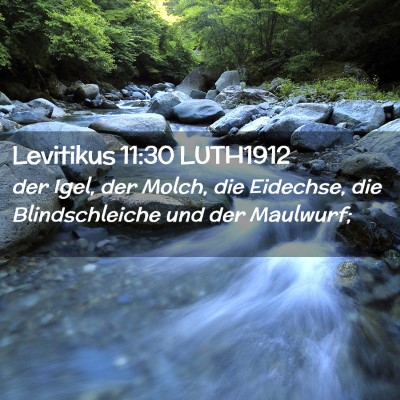 Picture 02 - Levitikus 11:30 LUTH1912 - der Igel, der Molch, die Eidechse, die - Bible Verse Picture